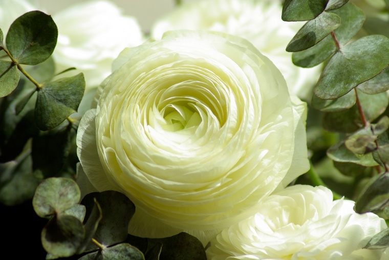 花 鲜花 白花 月季 玫瑰 白玫瑰 花朵 花 美丽 花卉 高清背景 背景图 