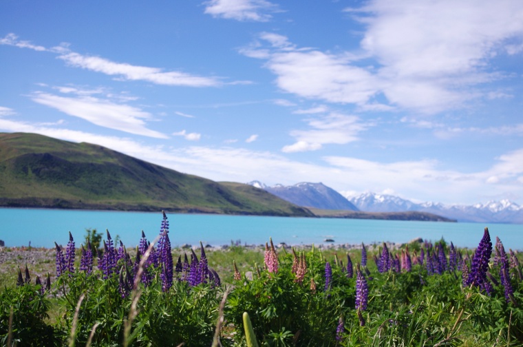 花 鲜花 紫花 薰衣草 湖泊 自然 自然风光 美丽 花卉 高清背景 背景图 
