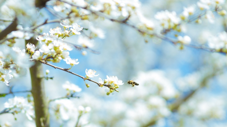 花 鲜花 白花 樱花 樱花树 美丽 花卉 高清背景 背景图 