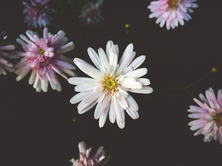 花 鲜花 白花 菊花 雏菊 小菊花 美丽 花卉 高清背景 背景图 