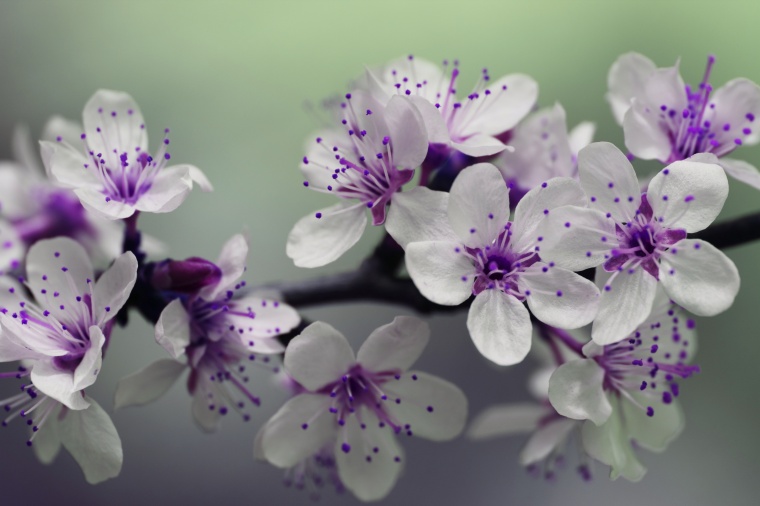 花 鲜花 白花 樱花 樱花树 美丽 花卉 高清背景 背景图 