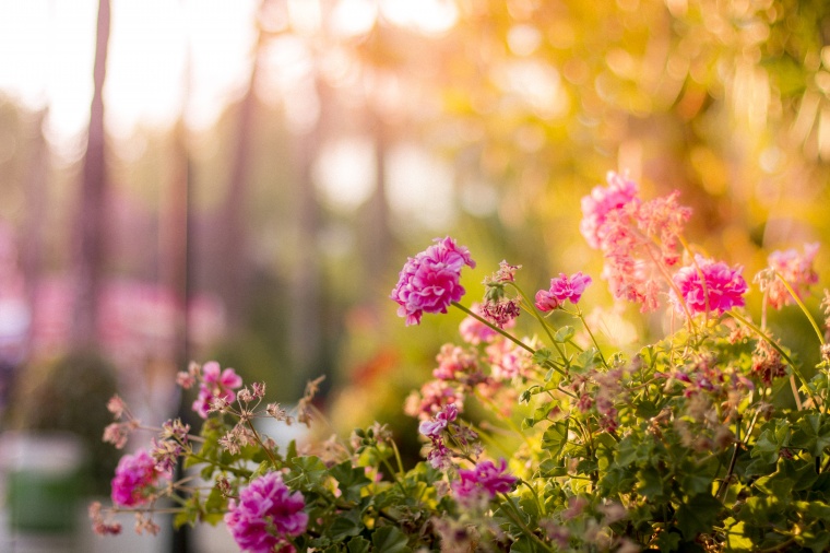 花 鲜花 粉花 天竺葵 道路 黄昏 惬意 自然 美丽 花卉 高清背景 背景图 