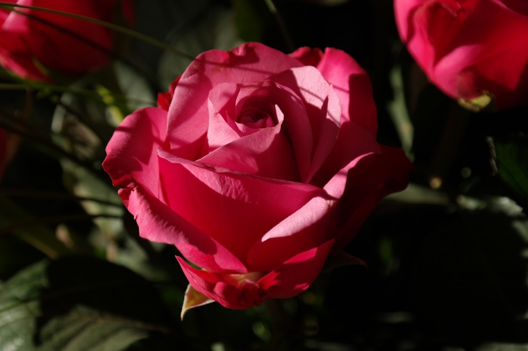 花 鲜花 红花 玫瑰 玫瑰花 花朵 美丽 花卉 高清背景 背景图 