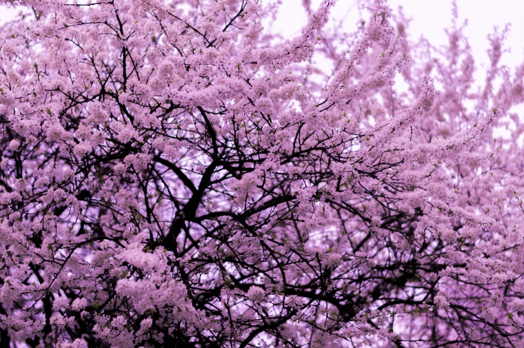 花 鲜花 粉花 樱花 樱花树 美丽 唯美 花卉 高清背景 背景图 