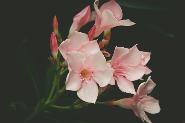 花 鲜花 粉花 夹竹桃 花朵 花束 美丽 花卉 高清背景 背景图 