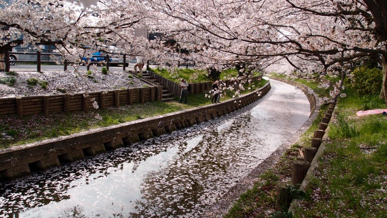 花 鲜花 粉花 樱花 樱花树 美丽 花卉 高清背景 背景图 