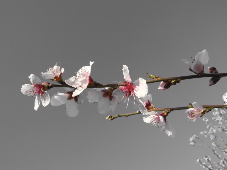 花 鲜花 粉花 桃花 枝条 天空 唯美 美丽 花卉 高清背景 背景图 