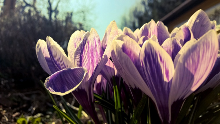 花 鲜花 紫花 花朵 阳光 自然 意境 美丽 花卉 高清背景 背景图 