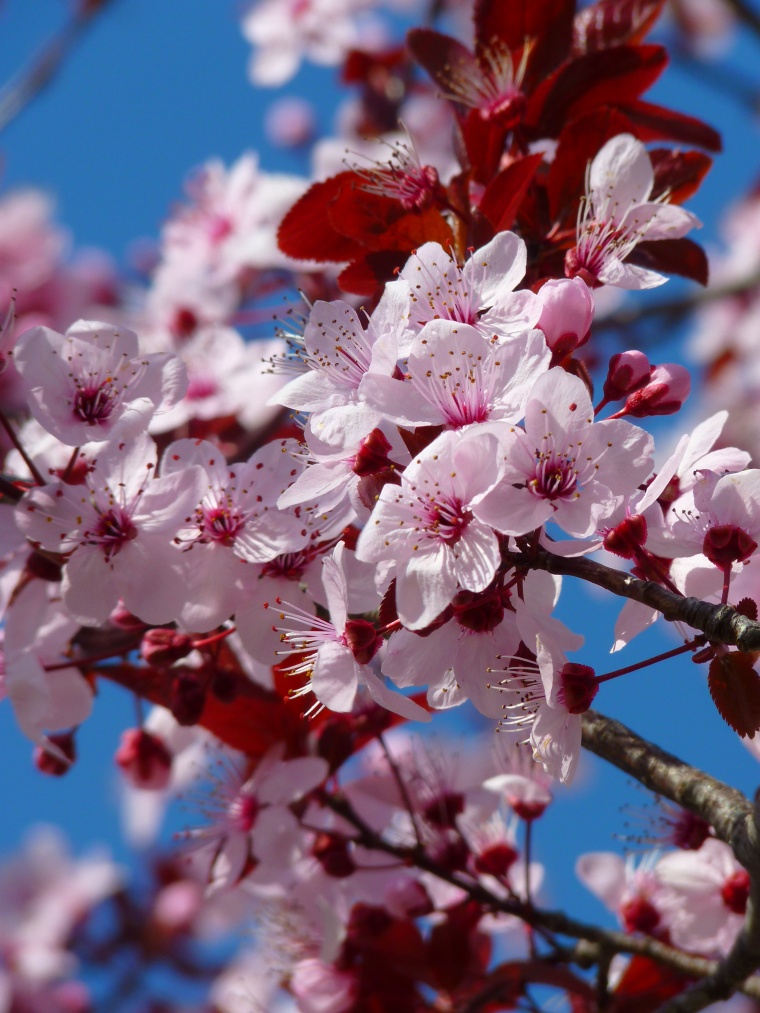 花 鲜花 粉花 樱花 樱花树 美丽 花卉 高清背景 背景图 