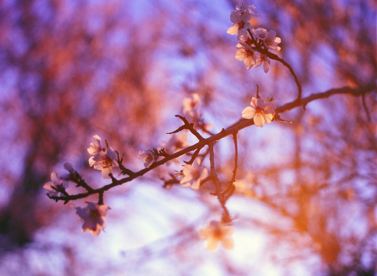 花 鲜花 粉花 樱花 樱花树 天空 唯美 意境 美丽 花卉 高清背景 背景图 