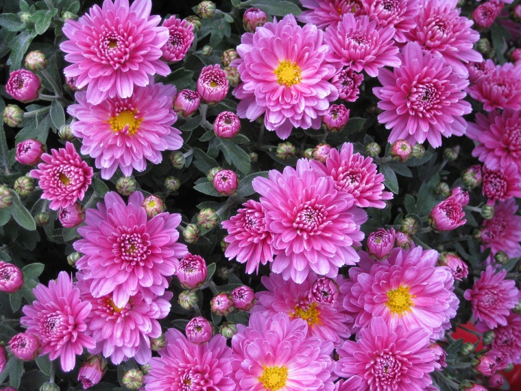 花 鲜花 粉花 菊花 花束 美丽 花卉 高清背景 背景图 