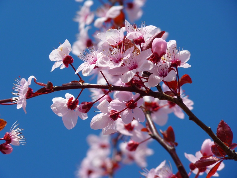 花 鲜花 粉花 樱花 樱花树 天空 唯美 美丽 花卉 高清背景 背景图 