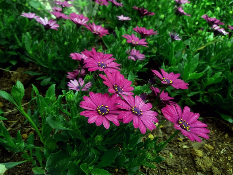 花 鲜花 紫花 菊花 花朵 自然 唯美 美丽 花卉 高清背景 背景图 