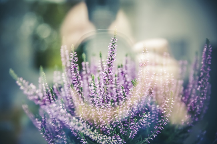 花 鲜花 紫花 梦幻 意境 唯美 美丽 花卉 高清背景 背景图 