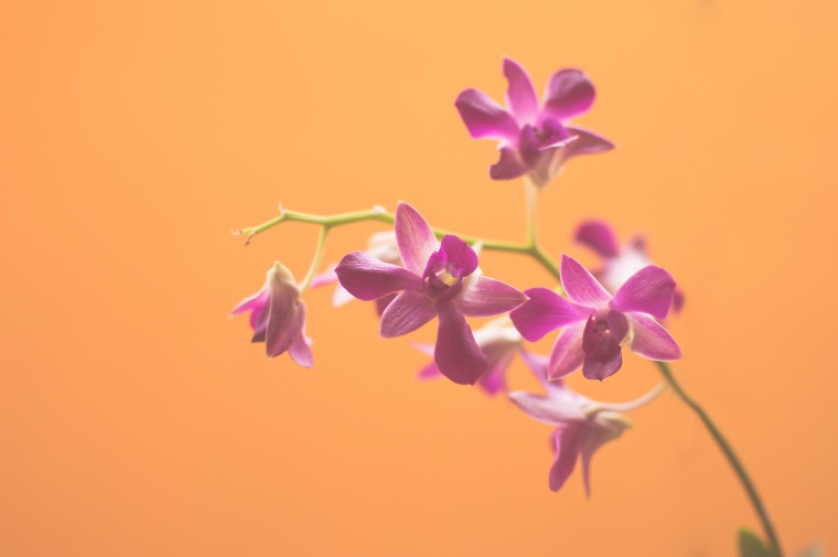 花 鲜花 紫花.兰花 花朵 唯美 美丽 花卉 高清背景 背景图 