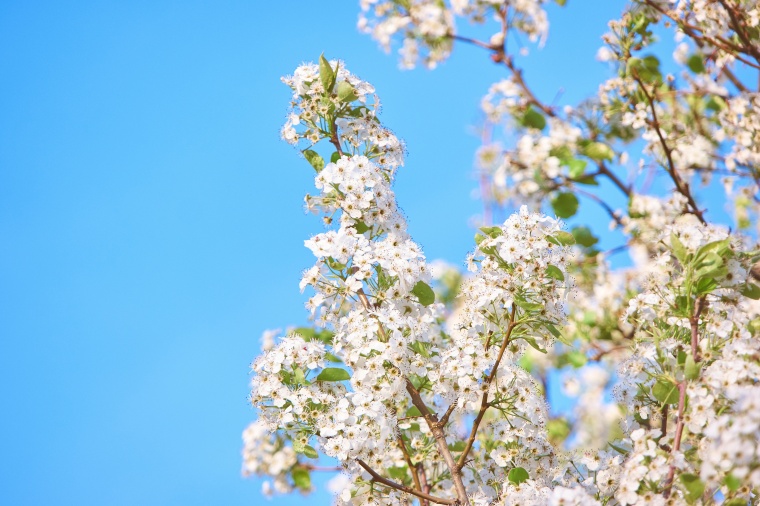 花 鲜花 粉花 樱花 樱花树 唯美 美丽 花卉 高清背景 背景图 