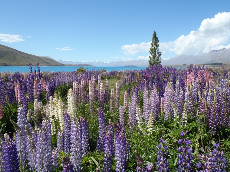 花 鲜花 紫花 花田 山脉 野外 自然 美景 美丽 花卉 高清背景 背景图 