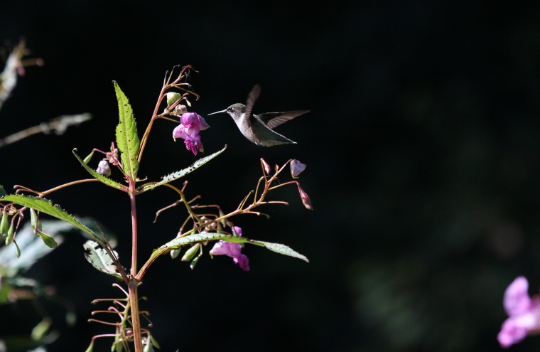 花 鲜花 紫花 野花 鸟 自然 动物 美丽 花卉 高清背景 背景图 