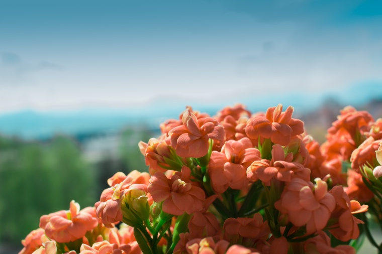 花 鲜花 黄花 花朵 长寿花 意境 美丽 花卉 高清背景 背景图 