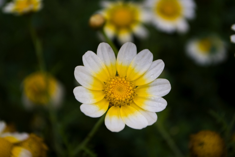 花 鲜花 白花 菊花 雏菊 小菊花 小清新 美丽 花卉 高清背景 背景图 