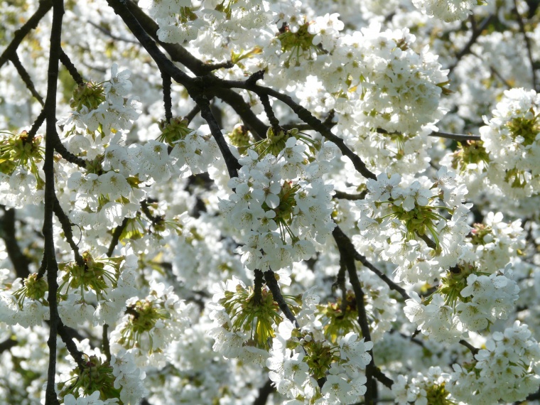 花 鲜花 白花 樱花 樱花树 唯美 美丽 花卉 高清背景 背景图 