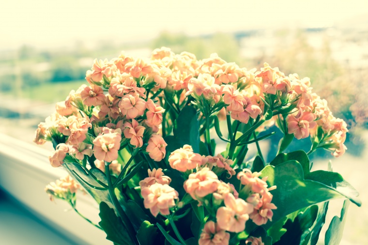 花 鲜花 黄花 长寿花 花束 唯美 意境 美丽 花卉 高清背景 背景图 