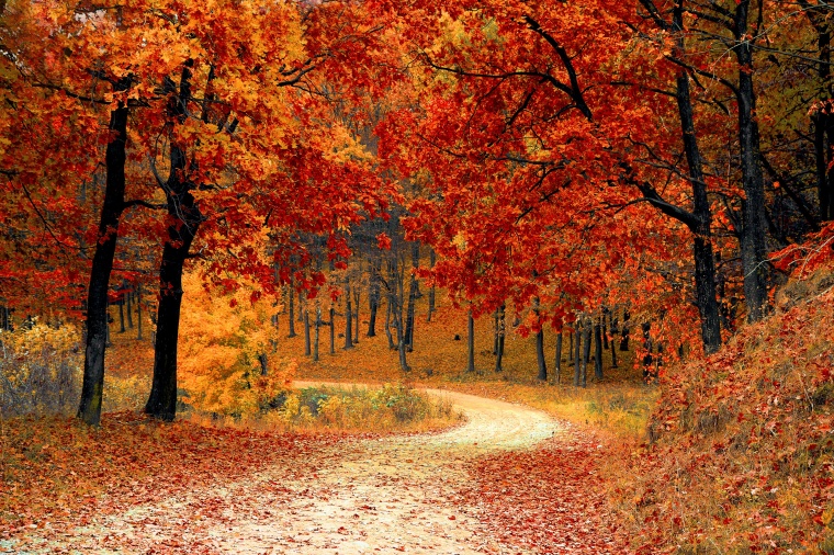 路 道路 枫树 树林 马路 唯美 意境 背景图 高清背景图片 图片素材 秋天 秋季 