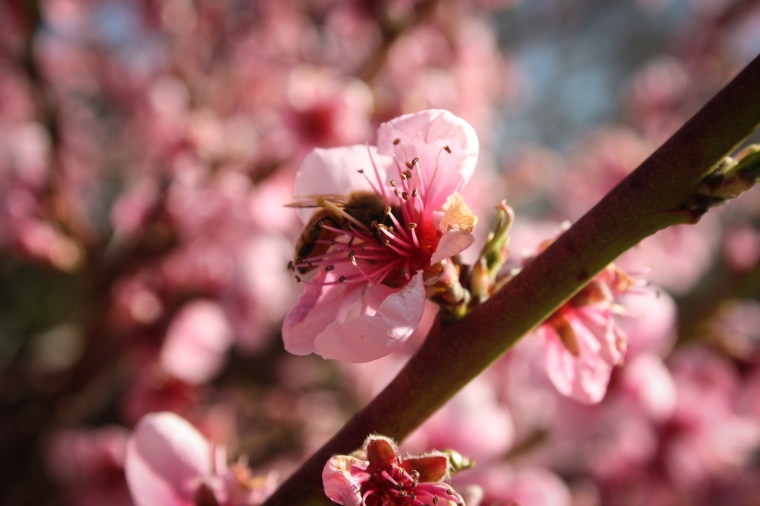 花 鲜花 粉花 桃花 桃树 蜜蜂 昆虫 自然 美丽 花卉 高清背景 背景图 