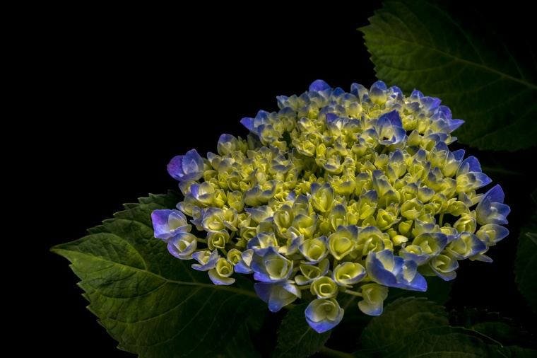 花 鲜花 蓝花 花束 绣球 绣球花 美丽 花卉 高清背景 背景图 