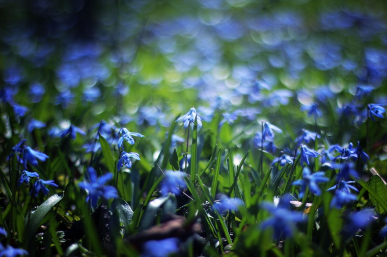 花 鲜花 蓝花 野花 自然 美丽 花卉 高清背景 背景图 