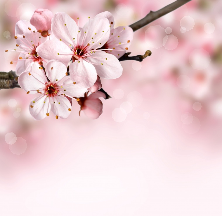 花 鲜花 粉花 樱花 樱花树 唯美 美丽 花卉 高清背景 背景图 