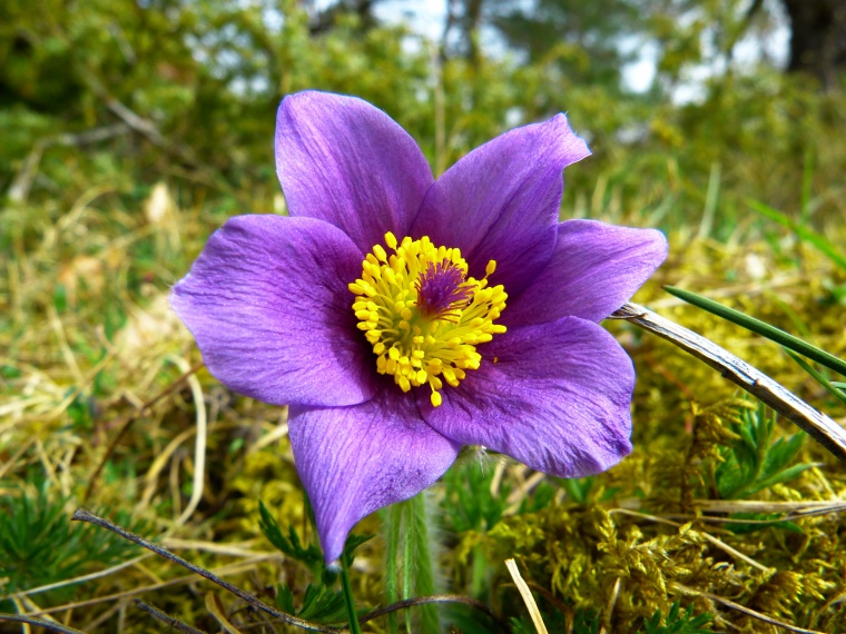 花 鲜花 紫花 花朵 白头翁 美丽 花卉 高清背景 背景图 