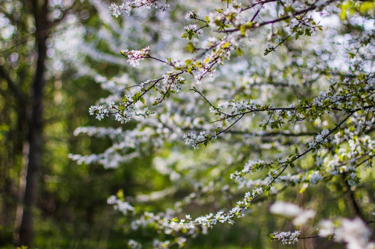 花 鲜花 粉花 樱花 樱花树 唯美 美丽 花卉 高清背景 背景图 