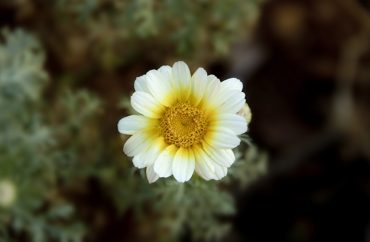 花 鲜花 白花 菊花 小清新 美丽 花卉 高清背景 背景图 