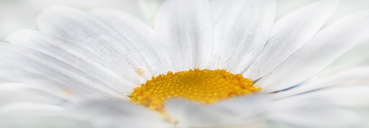 花 鲜花 白花 菊花 雏菊 小菊花 小清新 美丽 花卉 高清背景 背景图 