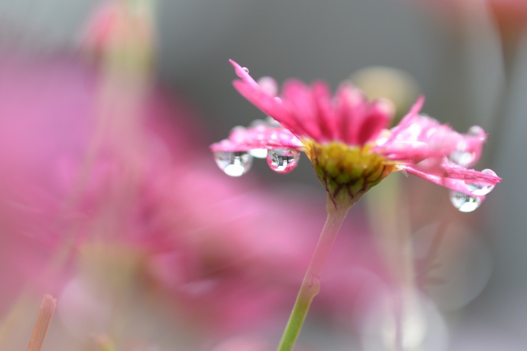 花 鲜花 粉花 菊花 文艺 唯美 美丽 花卉 高清背景 背景图 