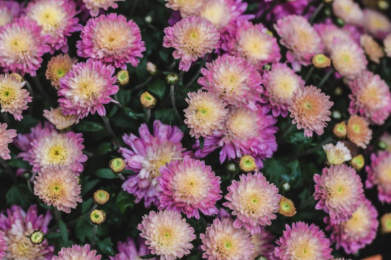 花 鲜花 紫花 菊花 花丛 小清新 美丽 花卉 高清背景 背景图 