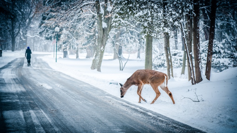 道路 树林 路 自然 雪景 背景图 高清背景图片 图片素材 