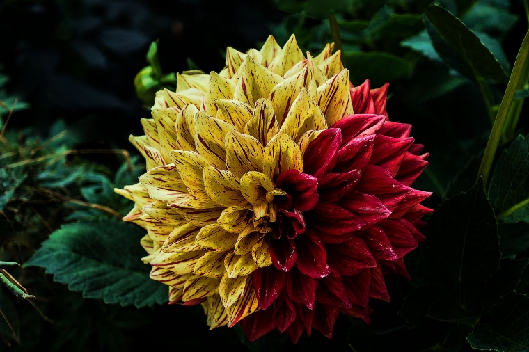 花 鲜花 黄花 红花 花朵 变异 奇特 美丽 花卉 高清背景 背景图 