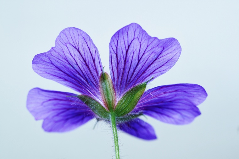 花 鲜花 紫花 酢浆草 花朵 文艺 唯美 美丽 花卉 高清背景 背景图 