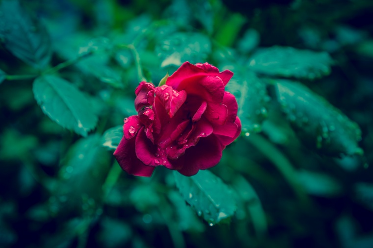 花 鲜花 红花 玫瑰花 花朵 水滴 露水 小清新 美丽 花卉 高清背景 背景图 