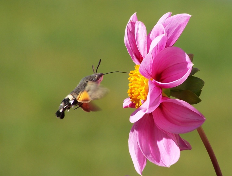 花 鲜花 粉花 花蕊 昆虫 自然 唯美 美丽 花卉 高清背景 背景图 