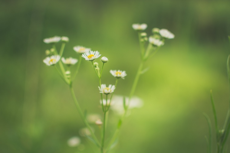 花 鲜花 白花 菊花 雏菊 小菊花 小清新 野花 美丽 花卉 高清背景 背景图 