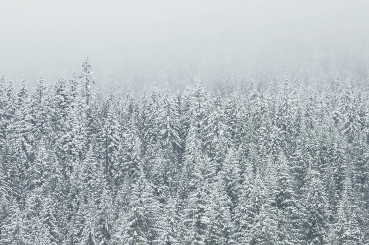 雪山 冬天 冬季 雪 雪地 山 树 树林 自然 季节 背景图 背景 高清背景 