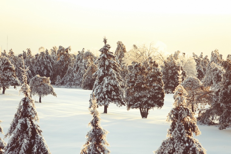 雪山 冬天 冬季 雪 雪地 山 树 树林 自然 季节 背景图 背景 高清背景 