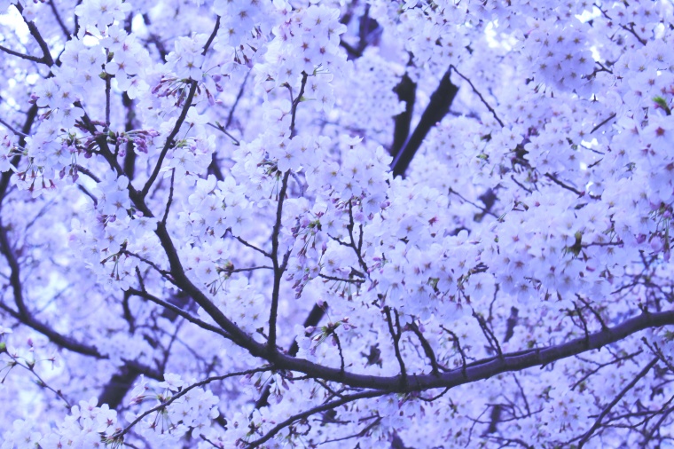 花 鲜花 紫花 紫色 浪漫 樱花 唯美 自然 背景图 高清背景 背景 