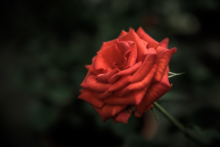 花 鲜花 红花 玫瑰花 花朵 爱情 浪漫 唯美 自然 背景图 高清背景 背景 