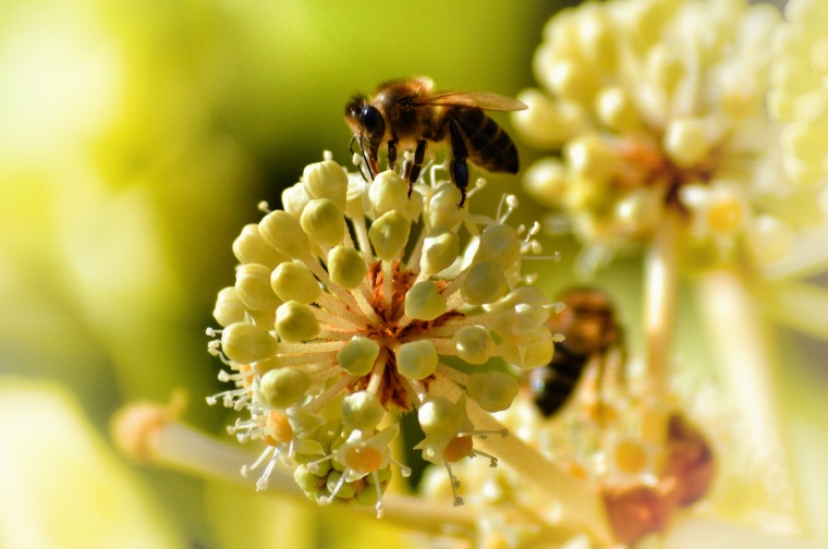 花 鲜花 黄花 花朵 花苞 蜜蜂 昆虫 自然 背景图 高清背景 背景 