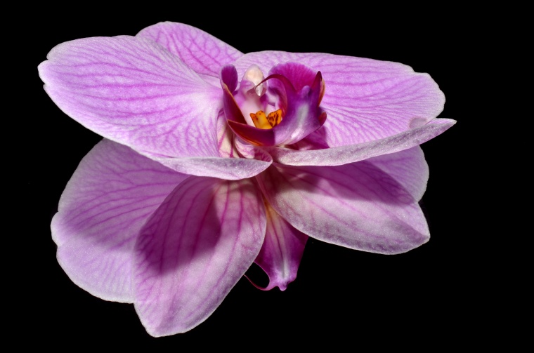 花 鲜花 紫花 紫色 蝴蝶兰 花朵 自然 背景图 高清背景 背景 