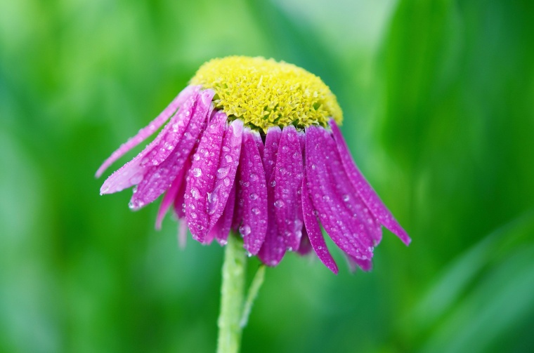 花 鲜花 紫花 紫色 菊花 露水 小清新 自然 背景图 高清背景 背景 